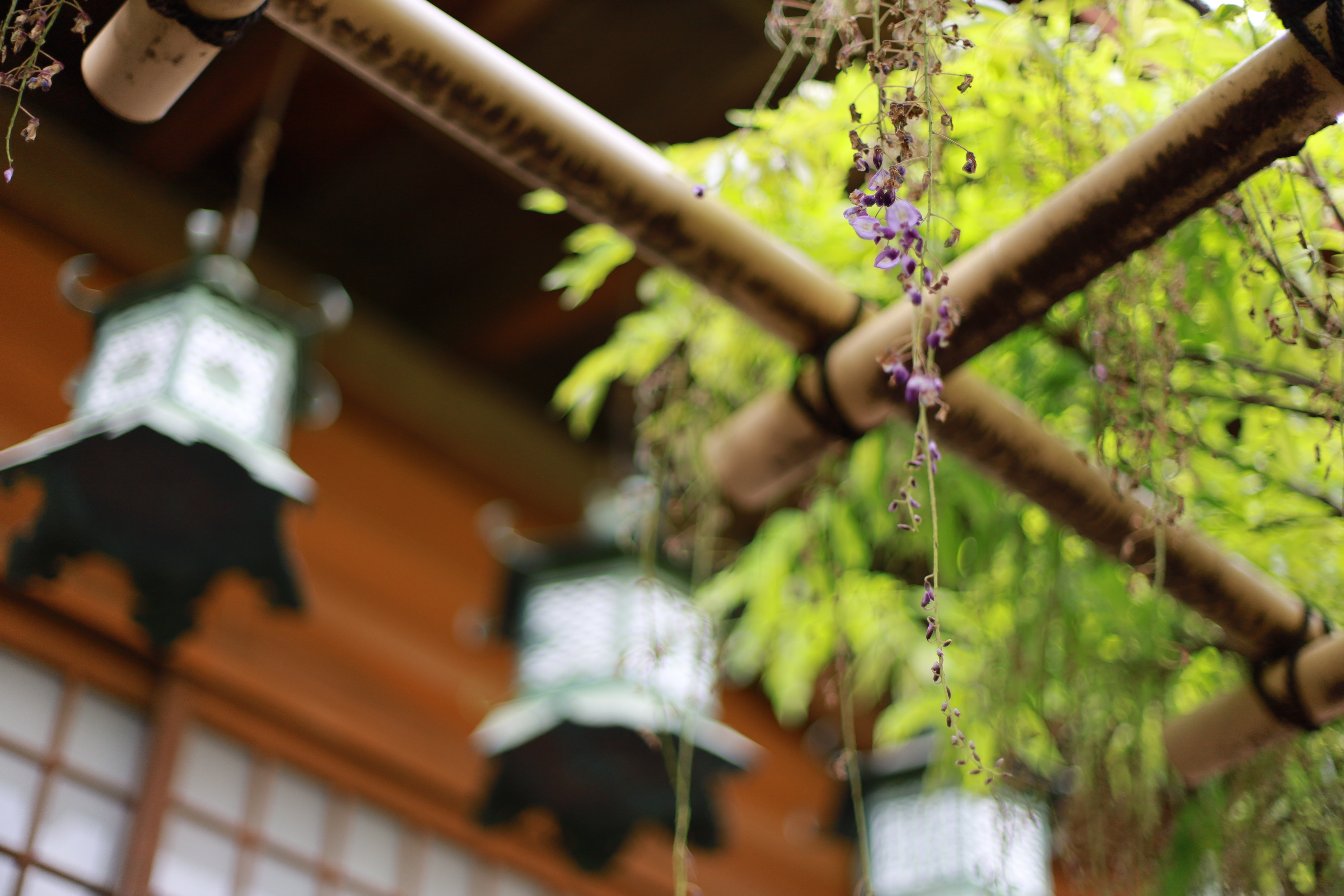 萬葉植物園の画像3