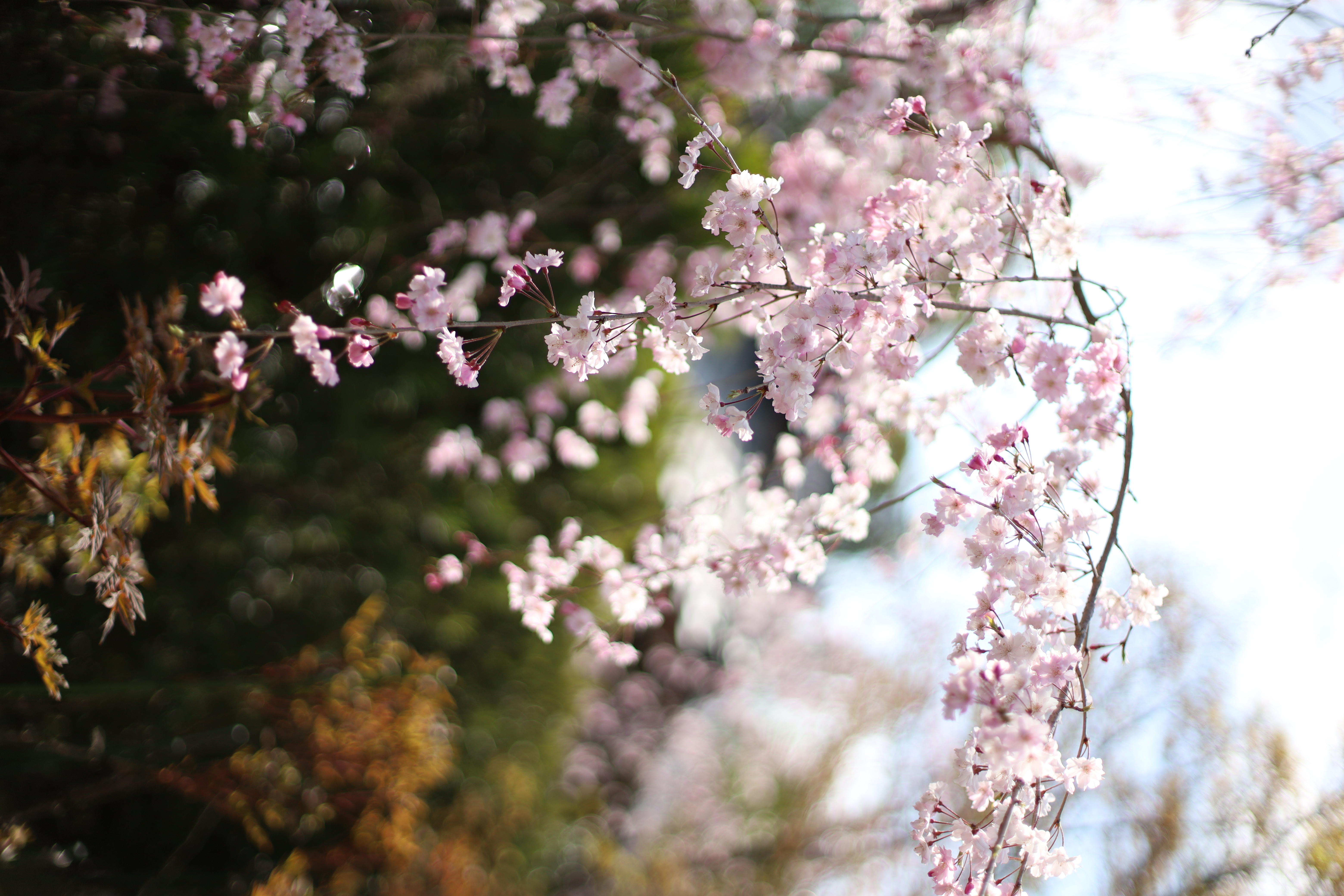 花園妙心寺町の画像4