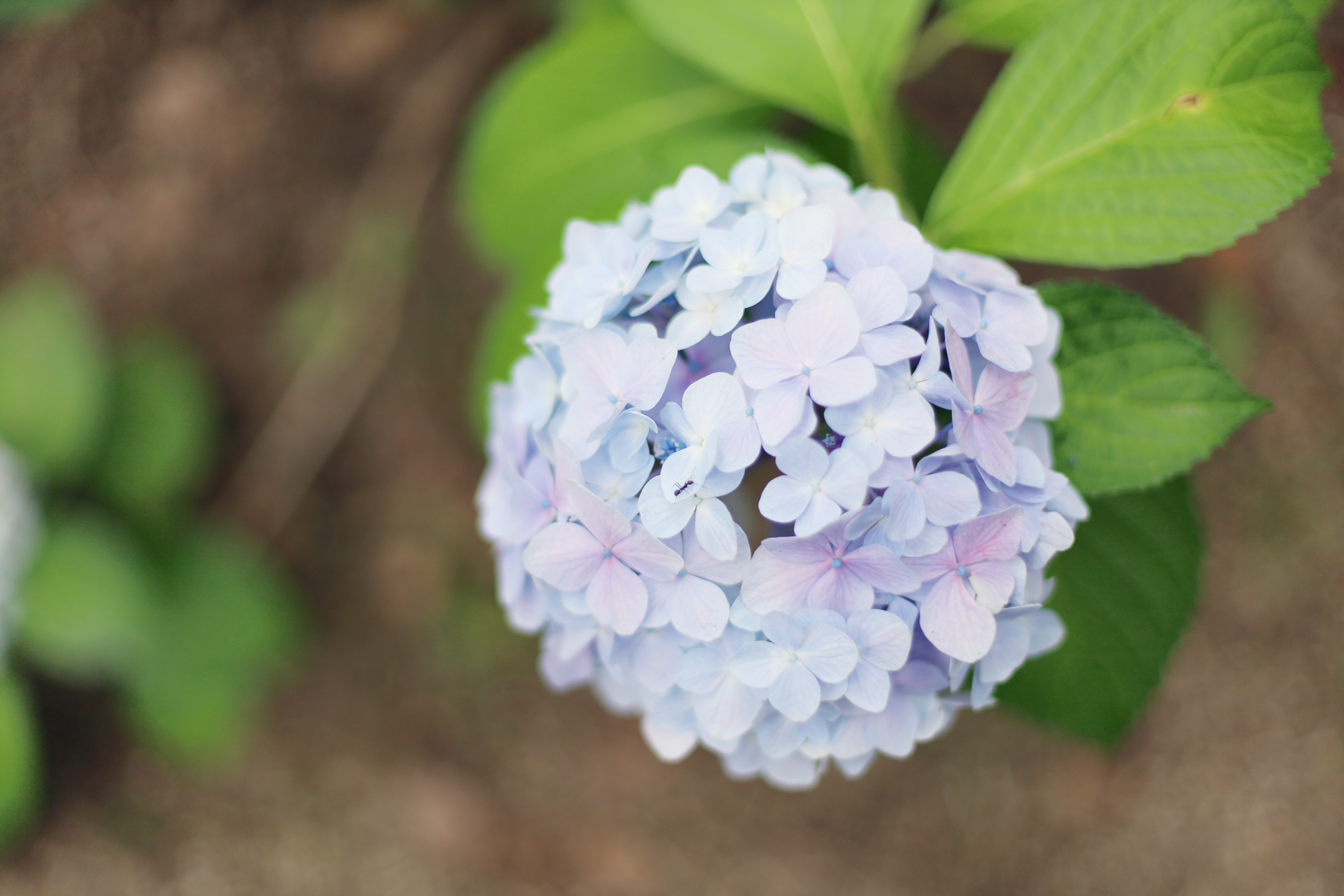 花博記念公園 鶴見緑地の画像2