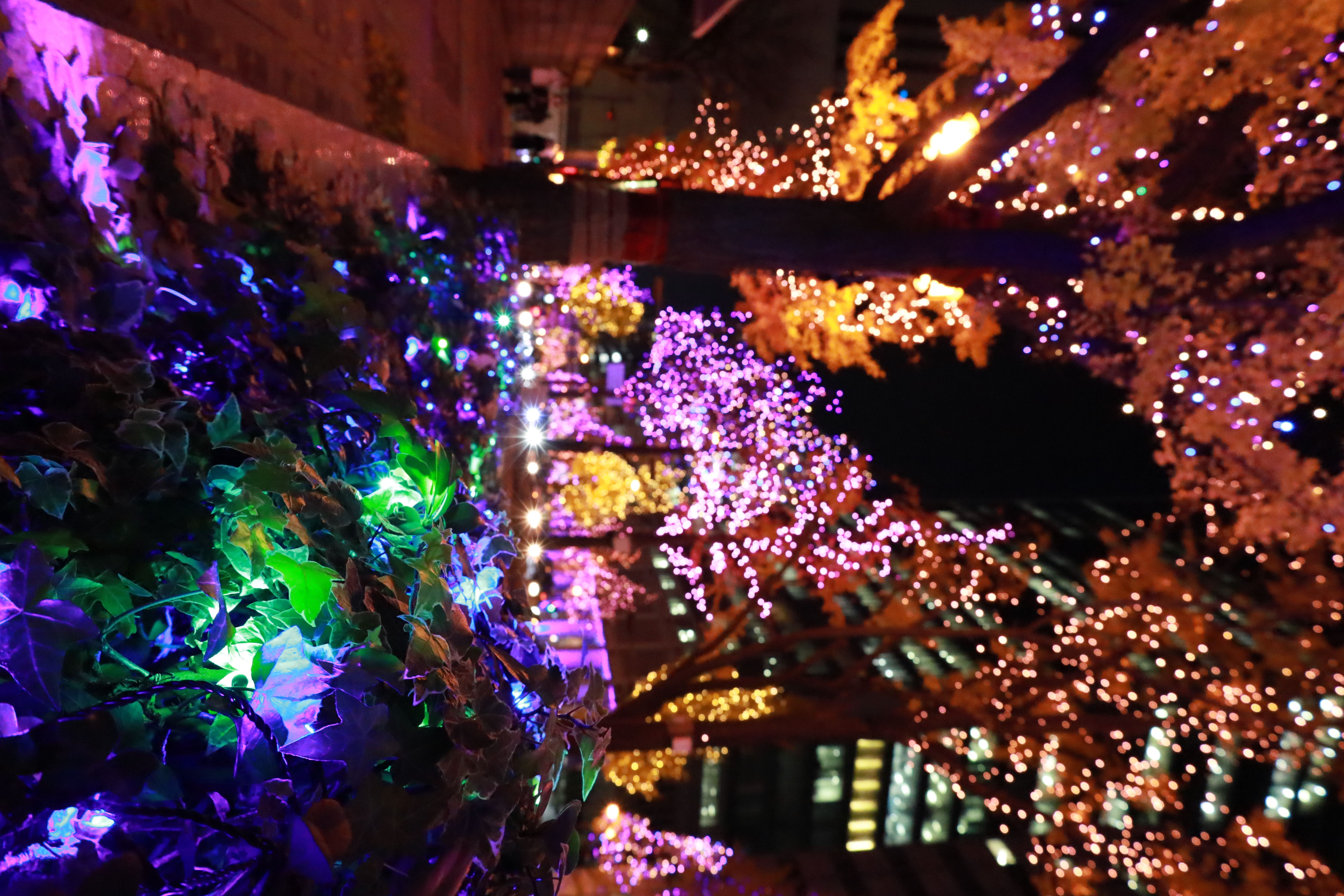 光の饗宴の画像1