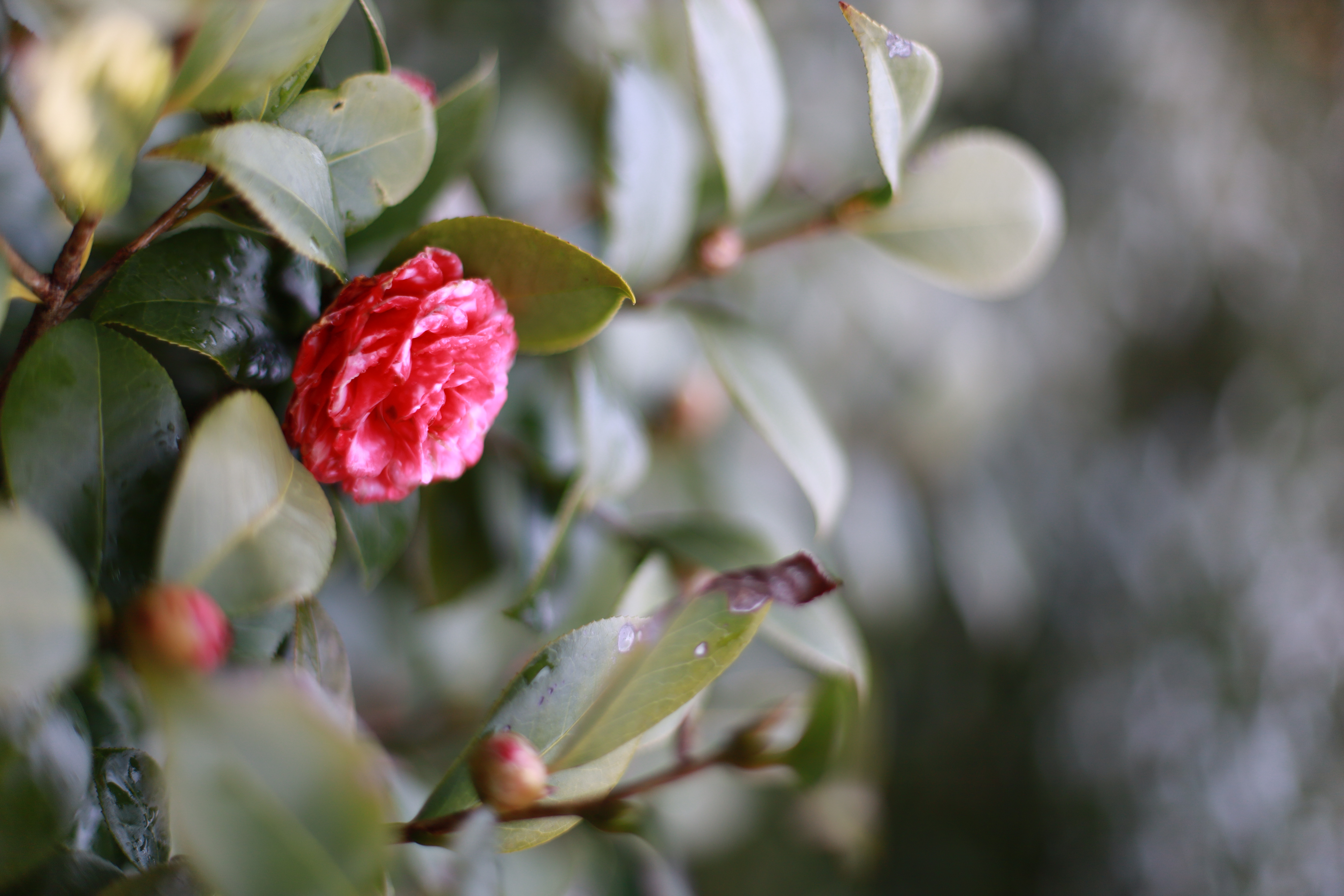 万博記念公園の画像4