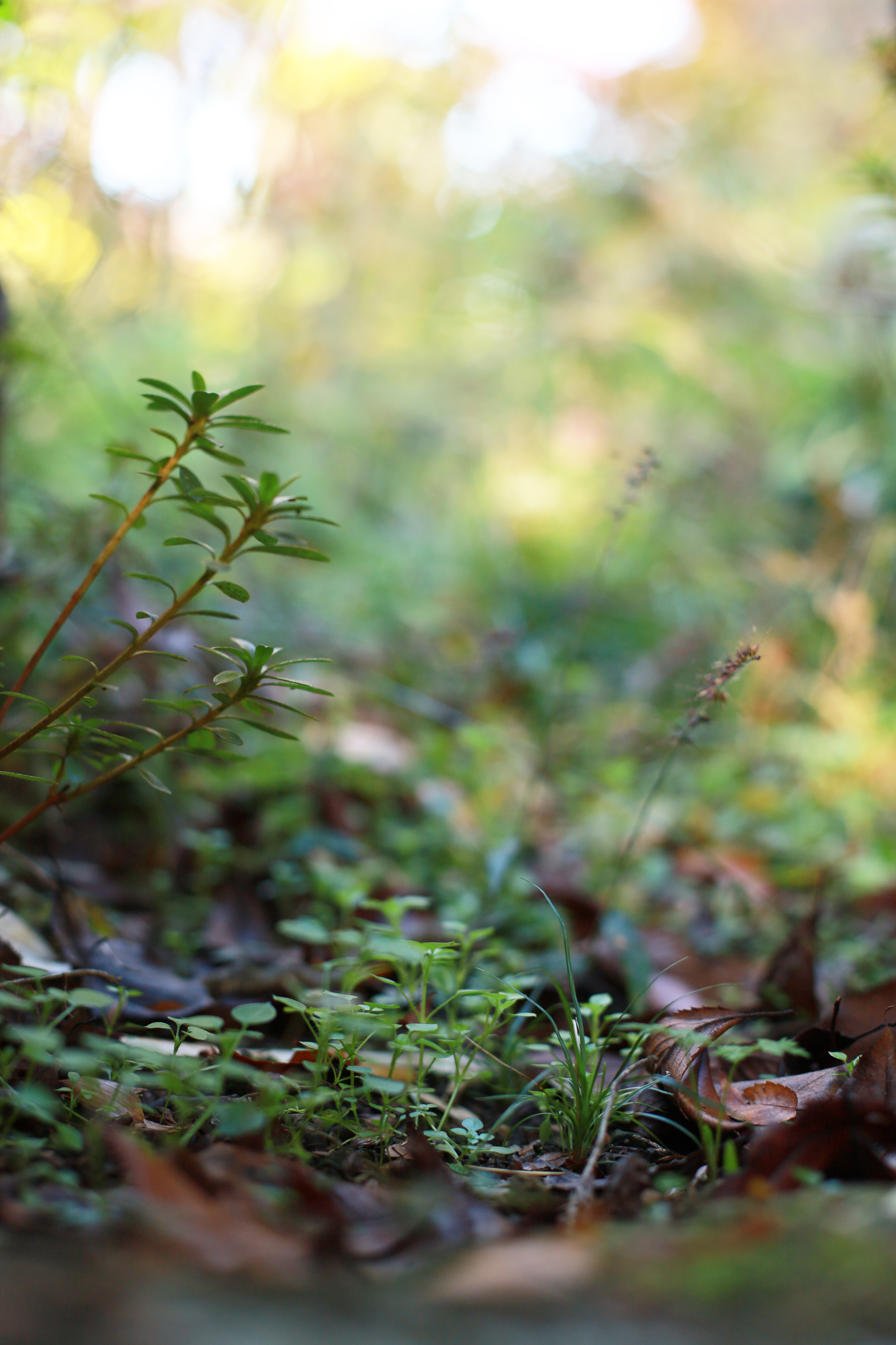 大山崎山荘美術館の画像7