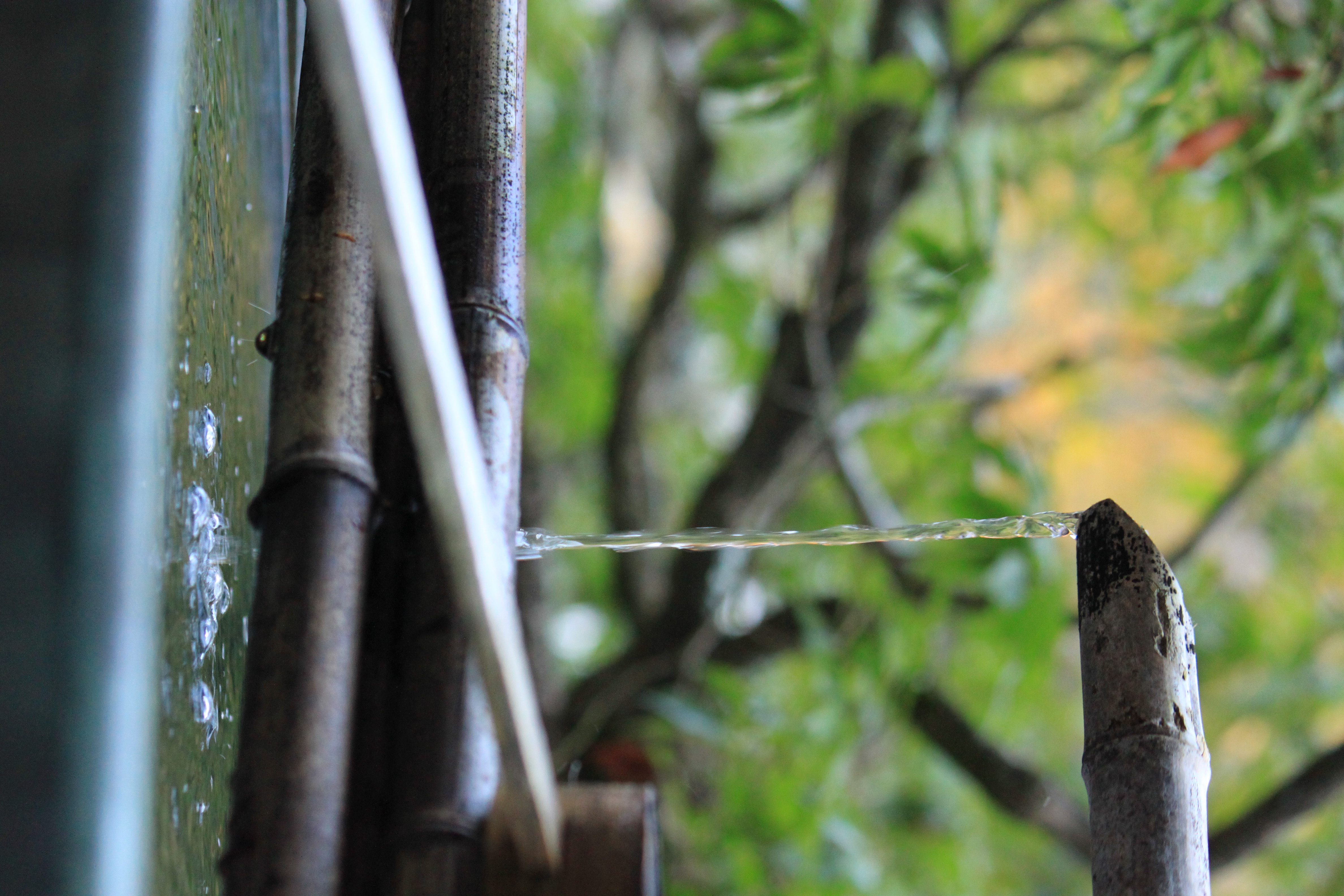今熊野観音寺、泉涌寺の画像4