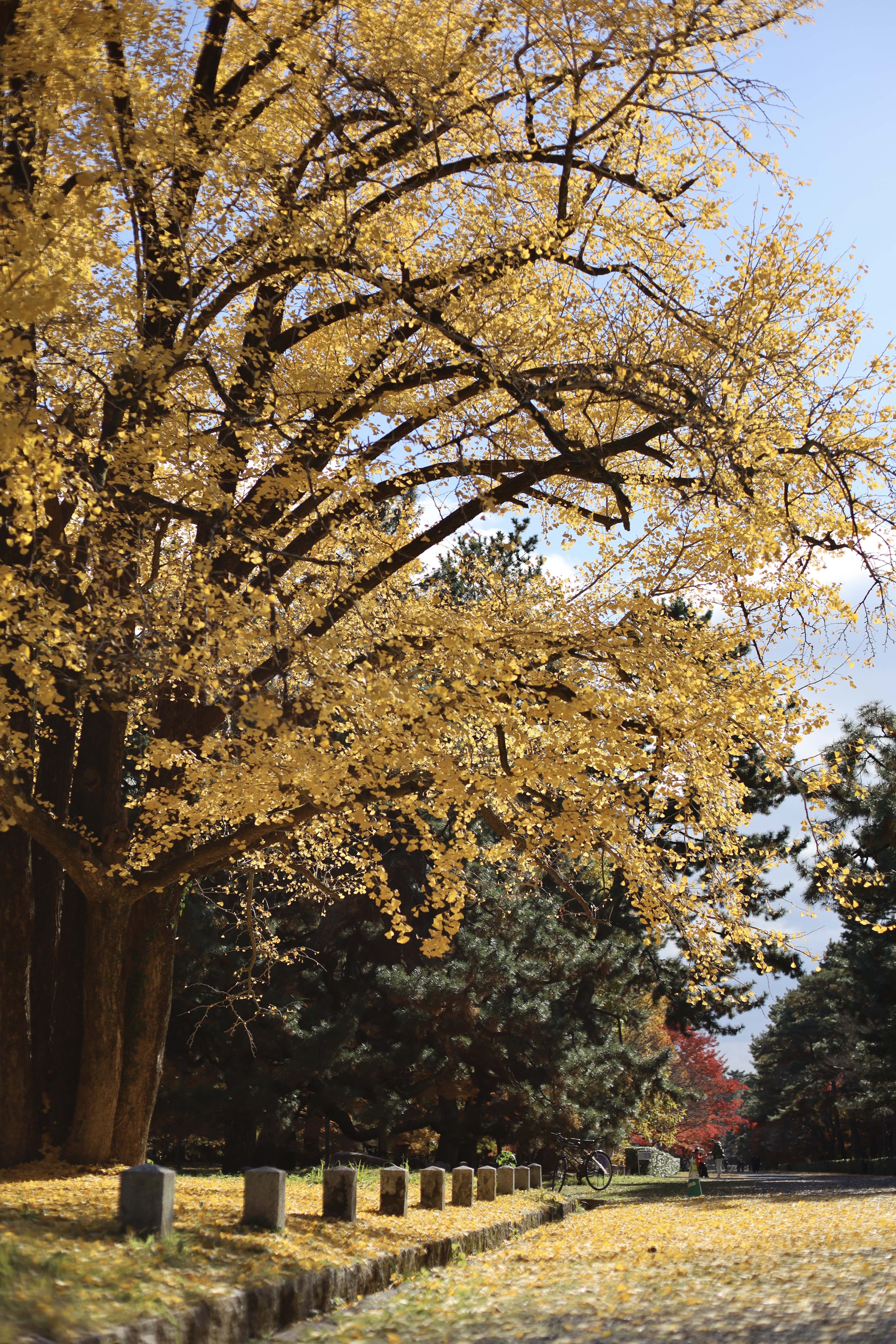 京都御所の画像1