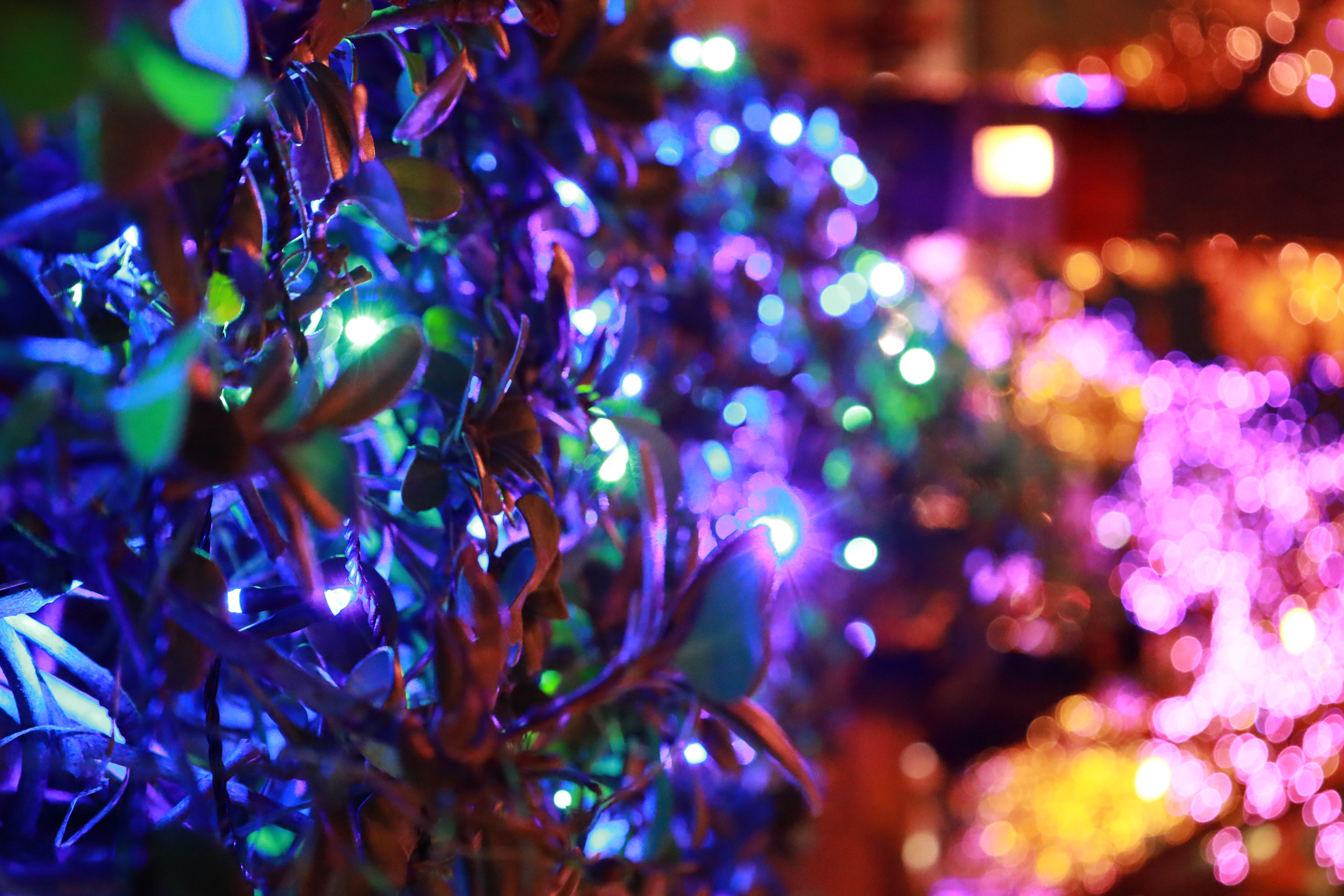 光の饗宴の画像2