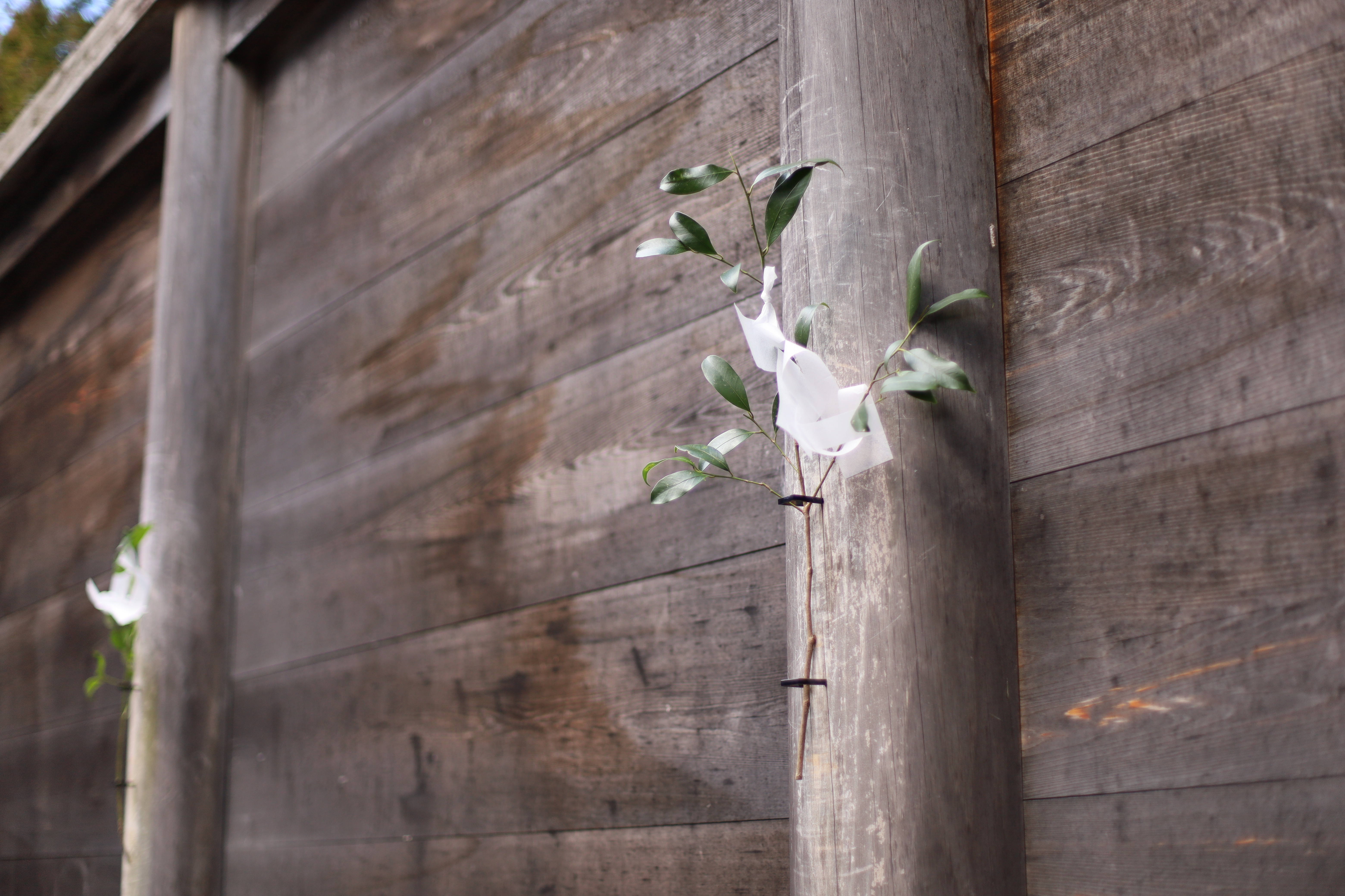 伊勢神宮 内宮の画像1