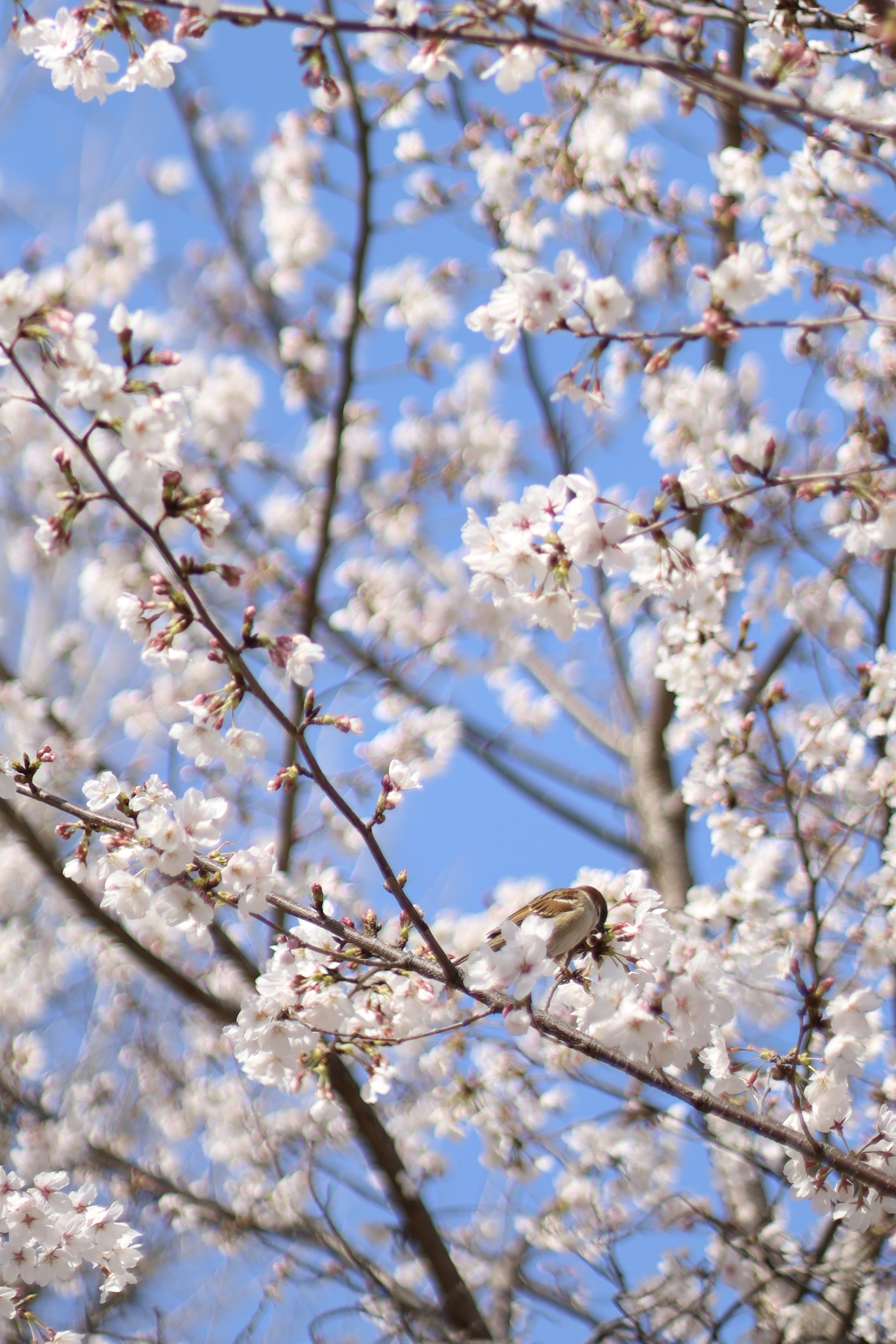 四天王寺の画像2