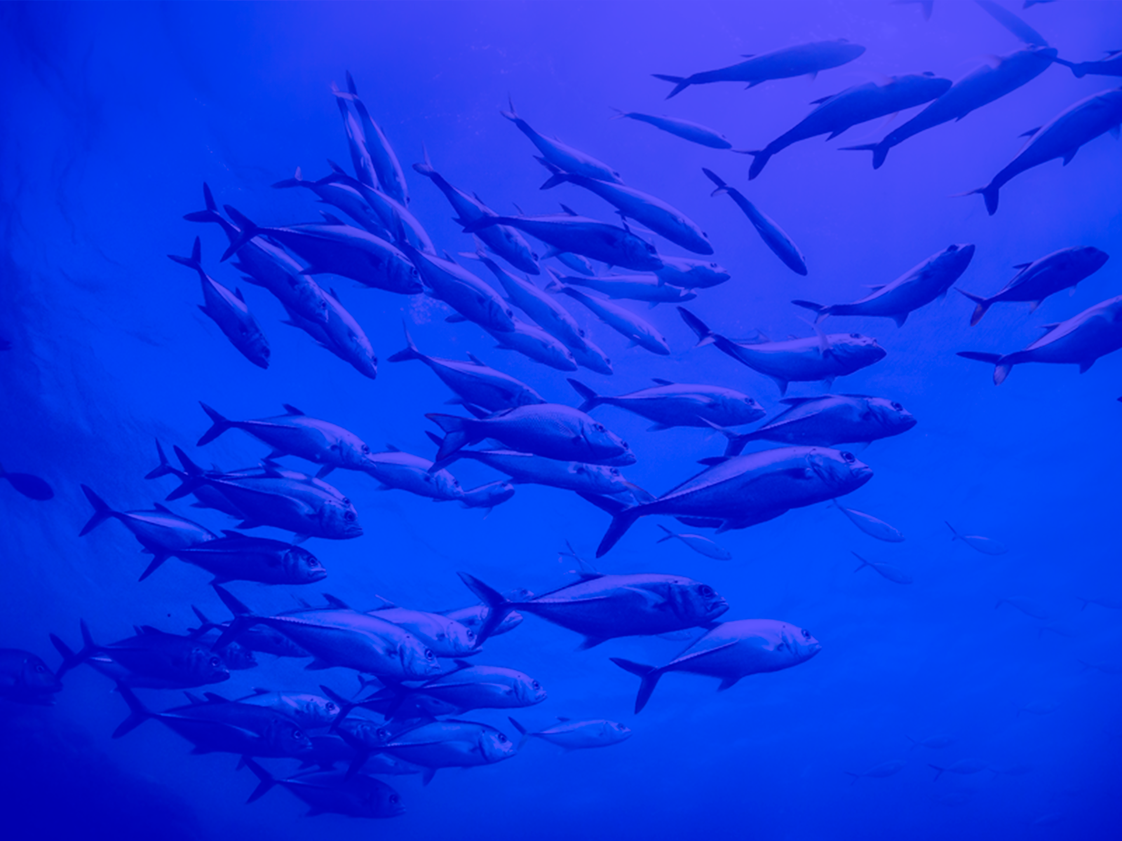 魚ふれあい広場