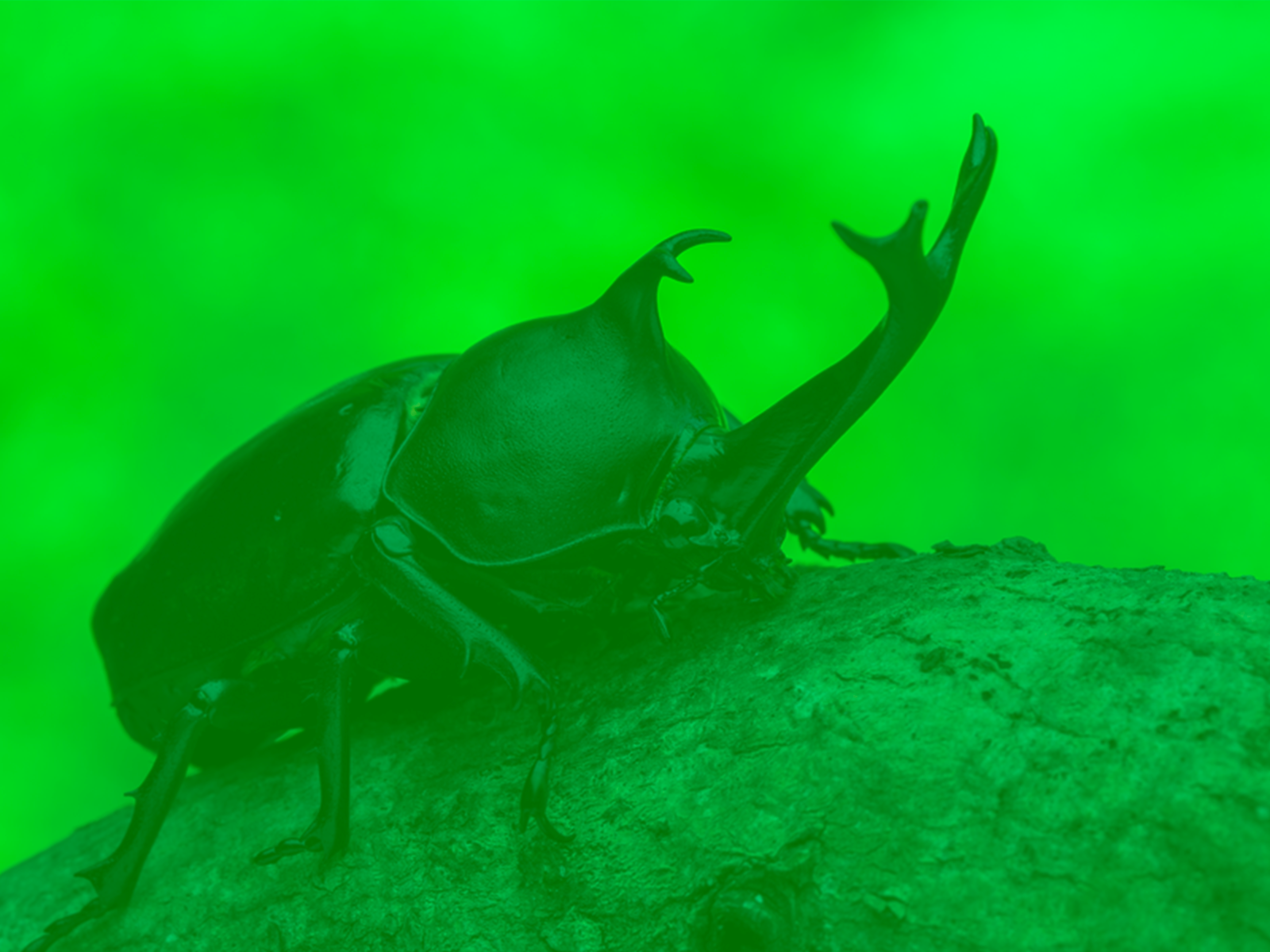 カブトムシの森