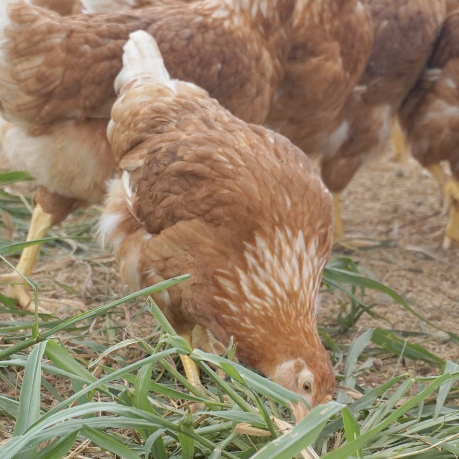 鶏セクションスライド画像2