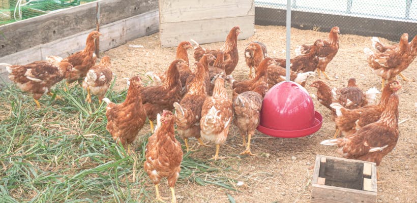 鶏たちのご飯画像