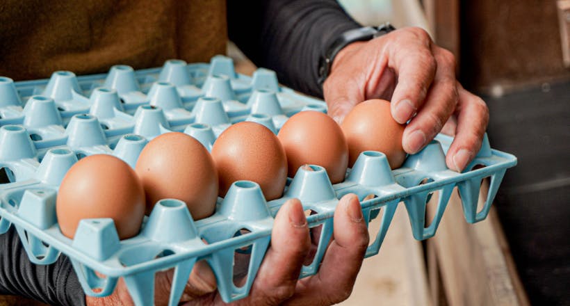 純国産鶏「もみじ」画像