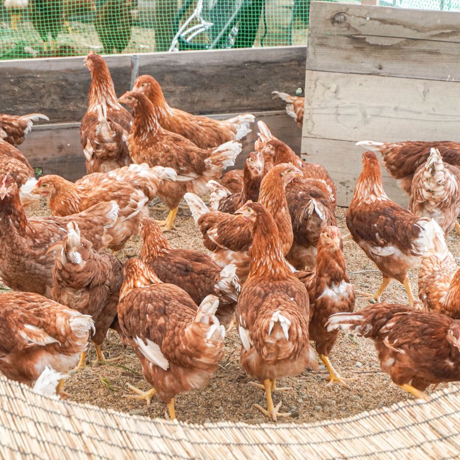 鶏セクションスライド画像1