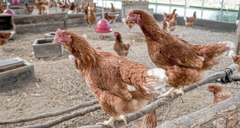 平飼い生活画像