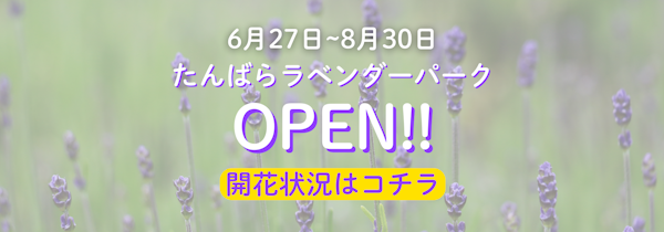 【沼田】たんばらラベンダーパーク、今週から色づきはじめてるみたい