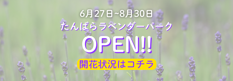 【沼田】たんばらラベンダーパーク、今週から色づきはじめてるみたい