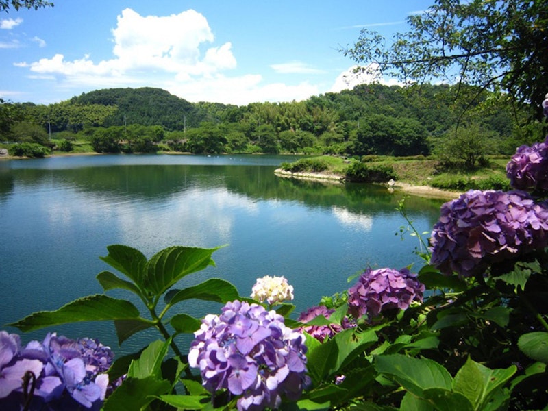 梅雨に映える群馬のあじさい名所、3選行ってみた