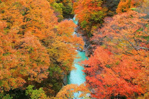 赤城山・伊香保の紅葉狩り！2025年秋のおすすめスポットはこんな感じ
