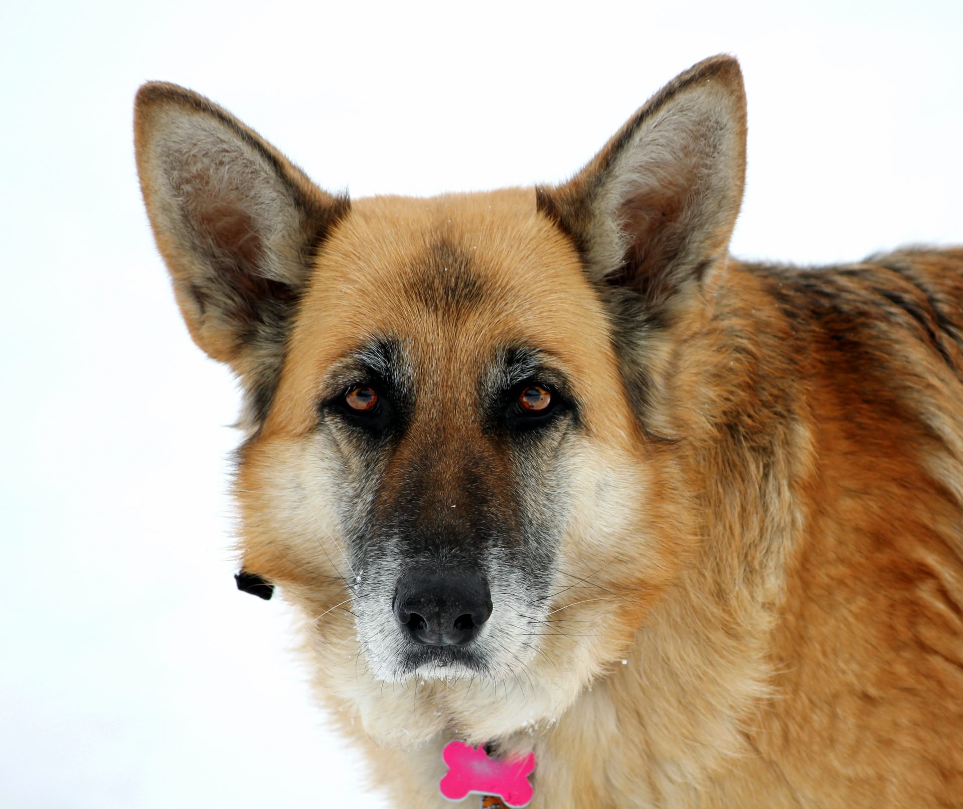 である調のメリット・デメリット