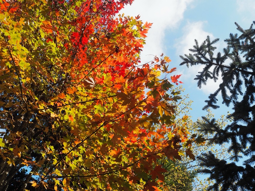 「気温が安定する今がチャンス！秋の外壁メンテナンスのすすめ」