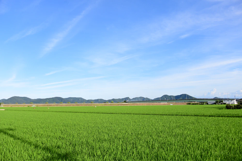 野の花農園