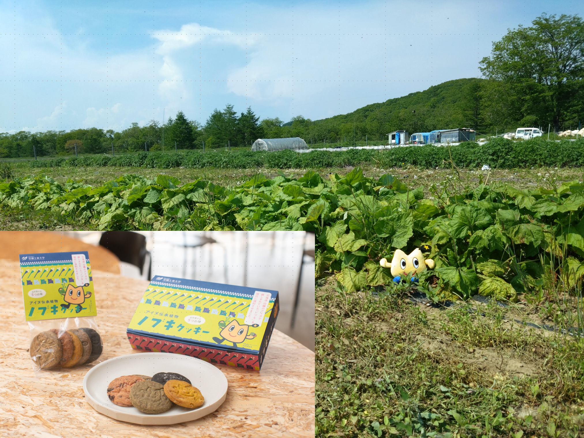 『自然と響き合う科学』活動支援