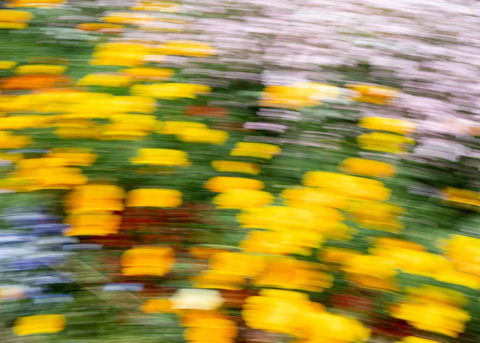 roadside flowers.