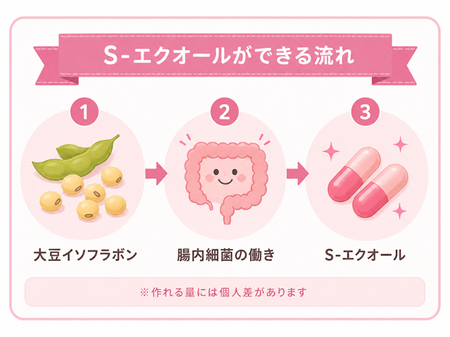 エクオールができる流れ