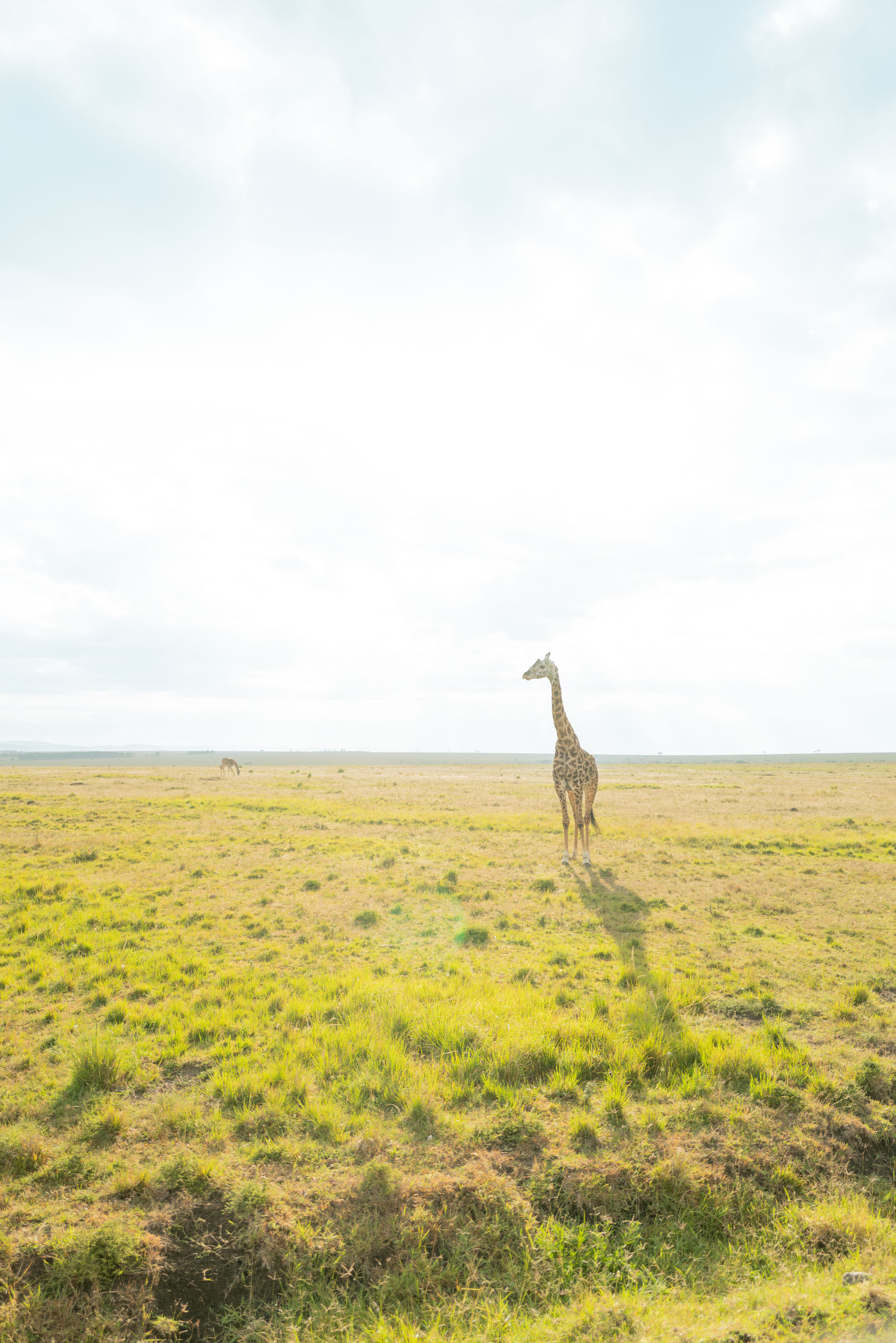 【ママ募集中！】癒しパワー抜群！　お昼寝アフリカンベビー ママ募集中！癒しパワー抜群！ お昼寝アフリカンベビー