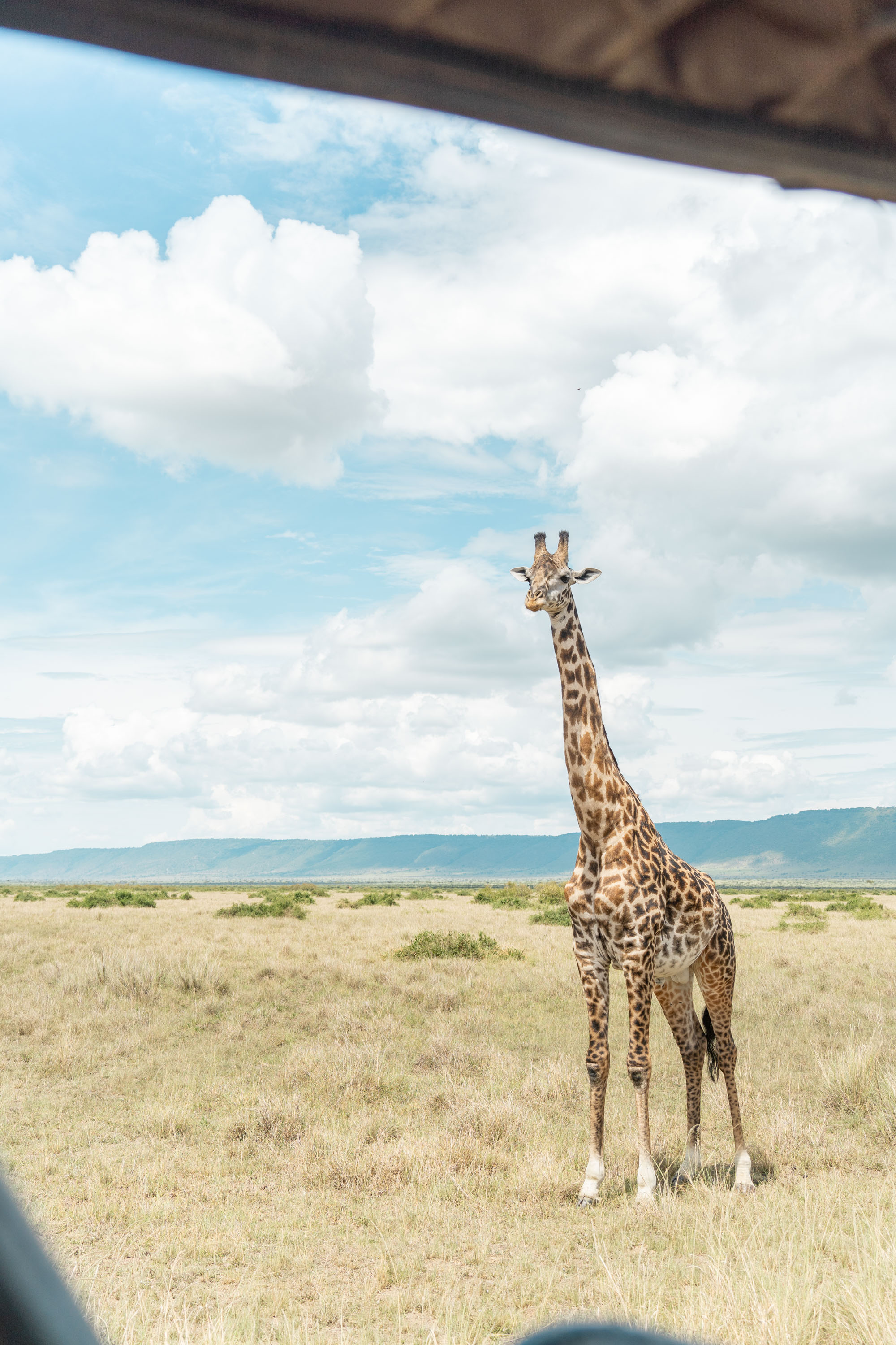 後編】ケニアの大自然に包まれる人生最高の冒険：感動のサファリと