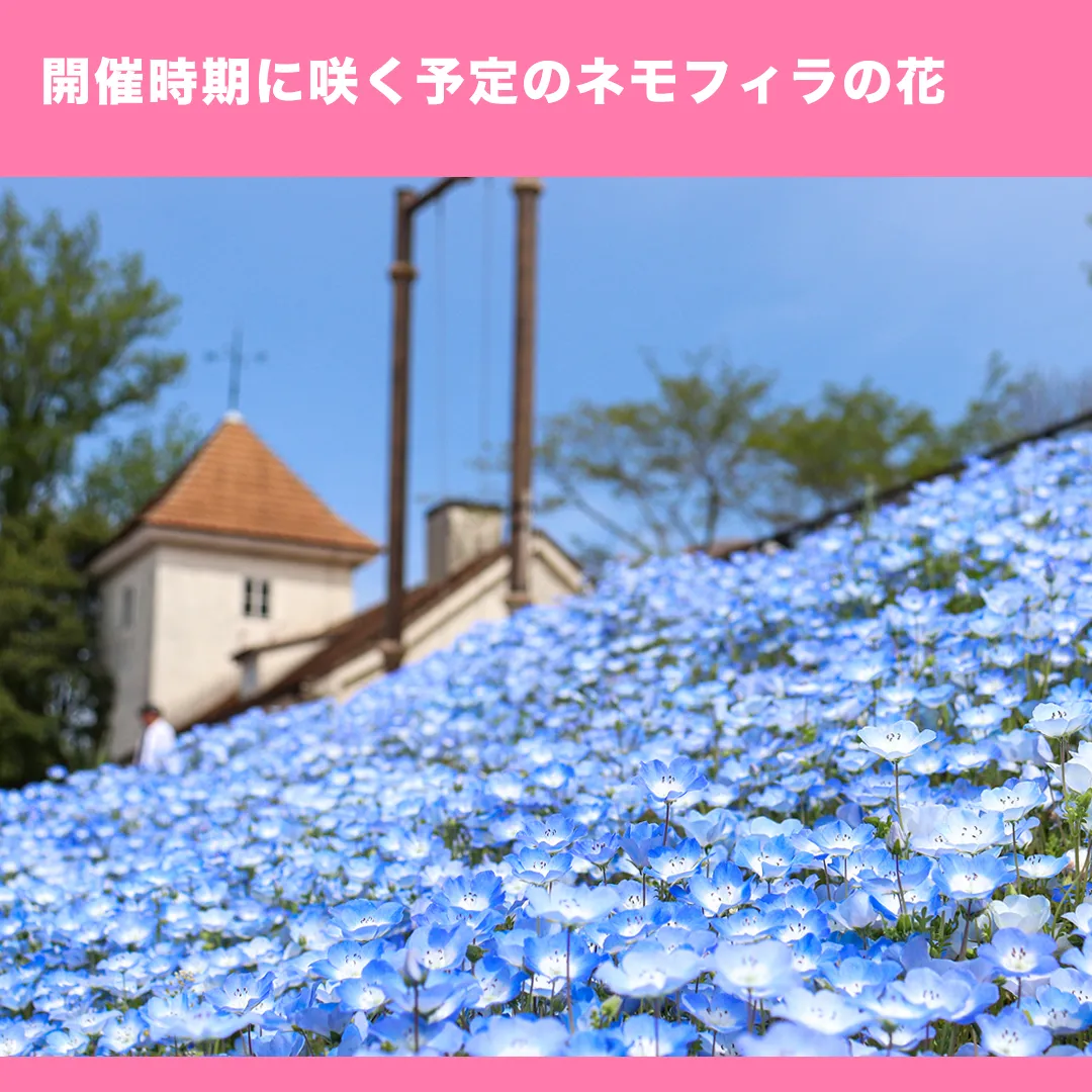 岡山県おかやまフォレストパーク ドイツの森に広がる青いネモフィラの花畑。建物を背景に一面に咲き誇る水色の花々。ももコスイベント開催時期に見頃を迎える撮影スポット。