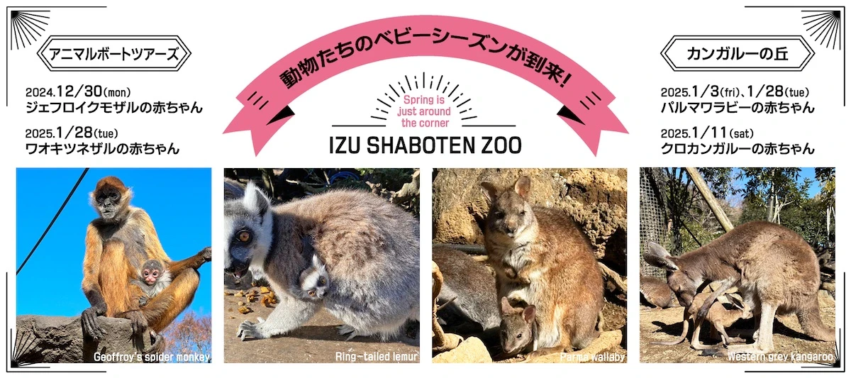 今なら動物の赤ちゃんがたくさん見られるかも。伊豆シャボテン動物公園がベビーシーズンのサムネイル画像
