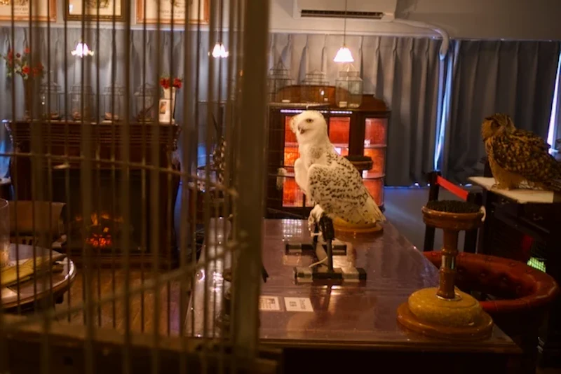 シロフクロウのロビン館長