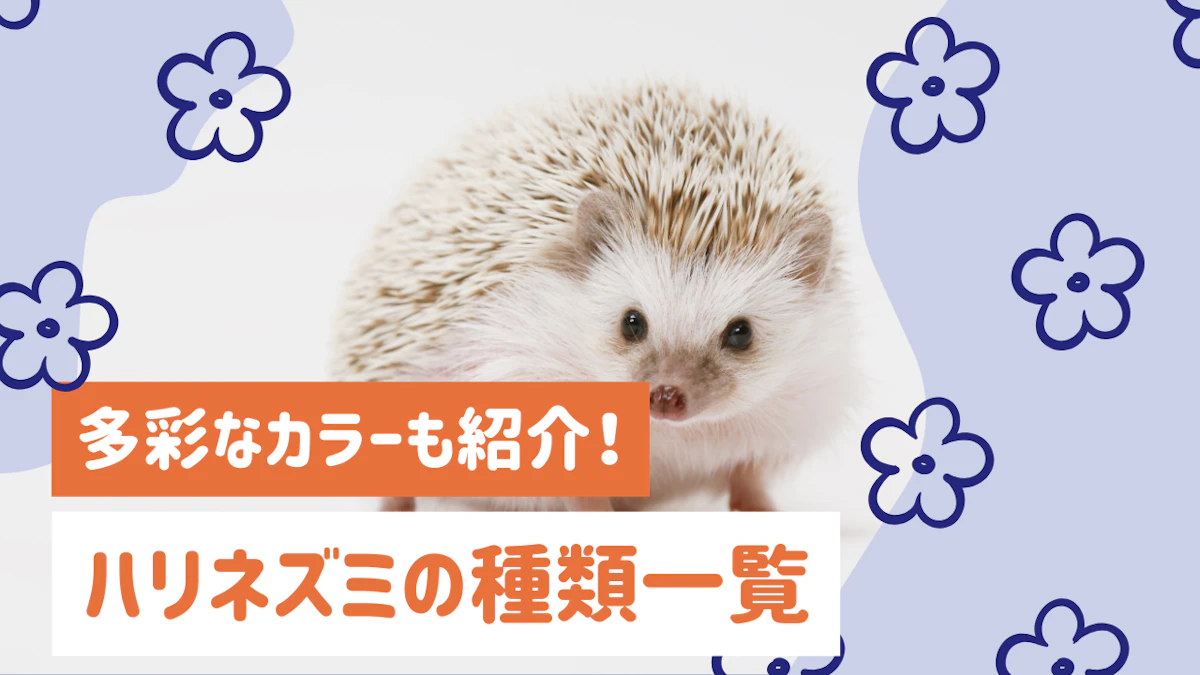 【保存版】ハリネズミの種類一覧｜日本で一般的に飼われているのはどの品種？のサムネイル画像