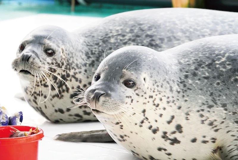 ２匹のアザラシ、オホーツクとっかりセンター（『アザラシまるごとBOOK』より）