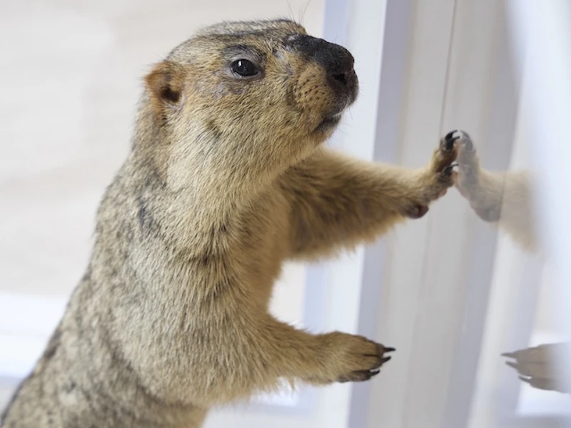 ヒマラヤマーモットのまもち