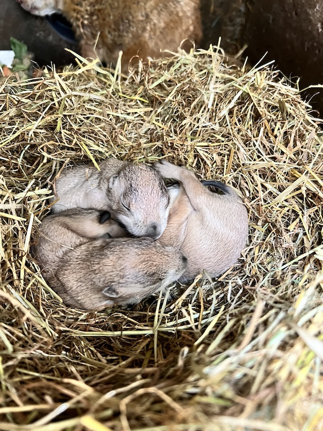 伊豆シャボテン動物公園に春の「動物たちのベビーラッシュ」到来！6
