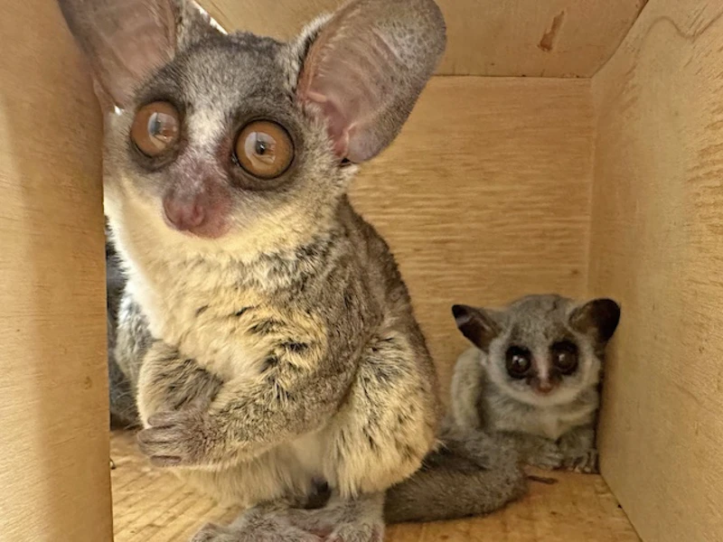 「夜行性動物の部屋」で、両親と赤ちゃんの3頭で暮らしている