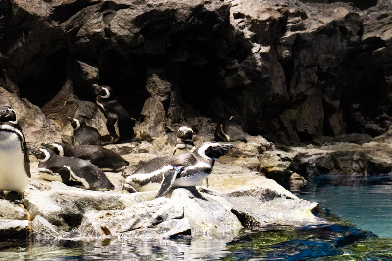 岩の淵にいるペンギン:編集部撮影