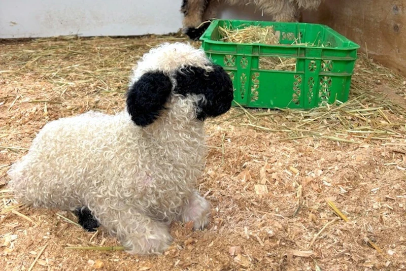 生後０日目の様子