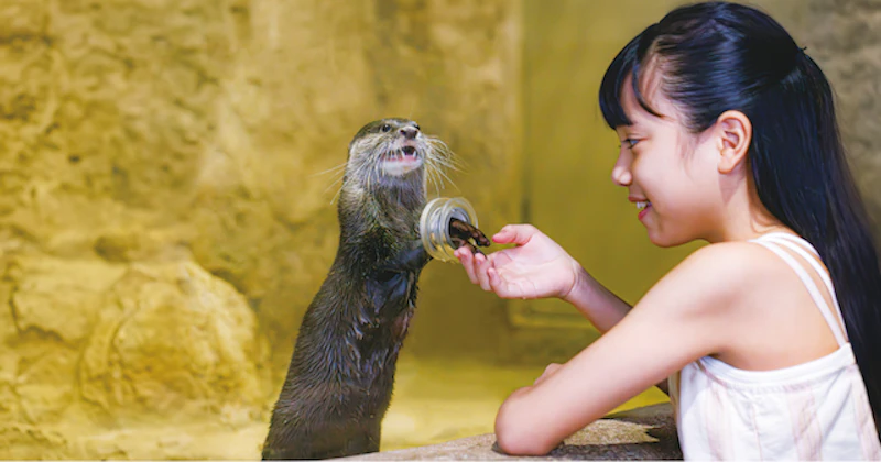 カワウソとの触れ合い