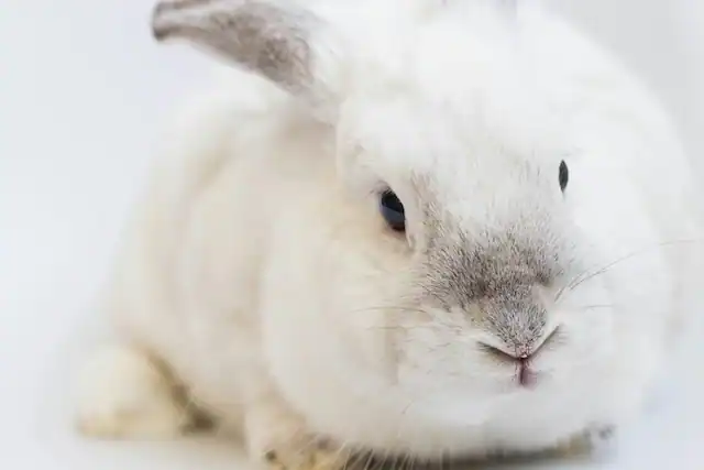 真っ白いうさぎ