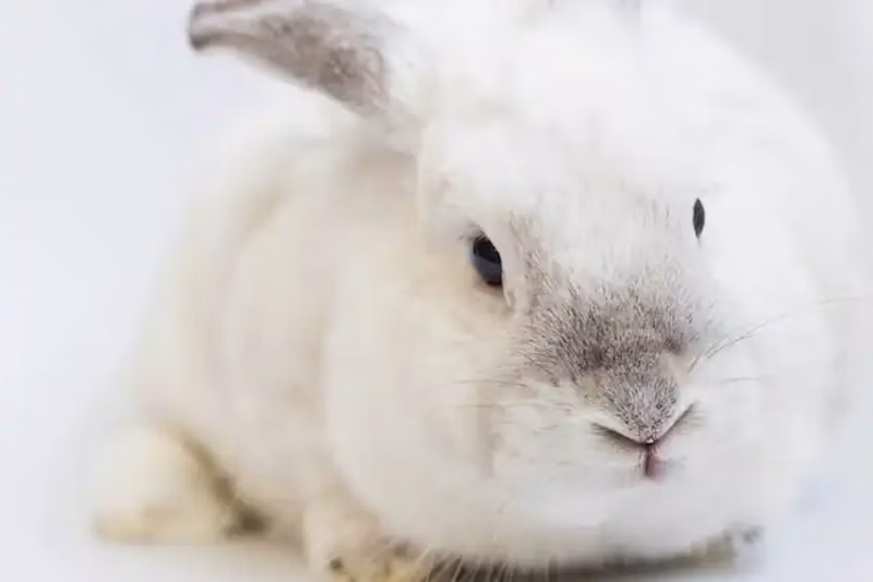 真っ白いうさぎ