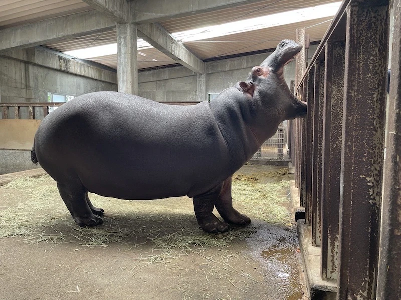 「カバラック小」のモチーフとなったカバ。印象的な口をあけているシーンを再現