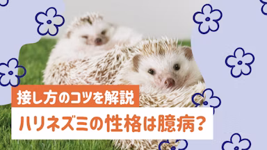 ハリネズミの性格は臆病で警戒心が強い？懐くまでの過程と接し方のコツのサムネイル画像