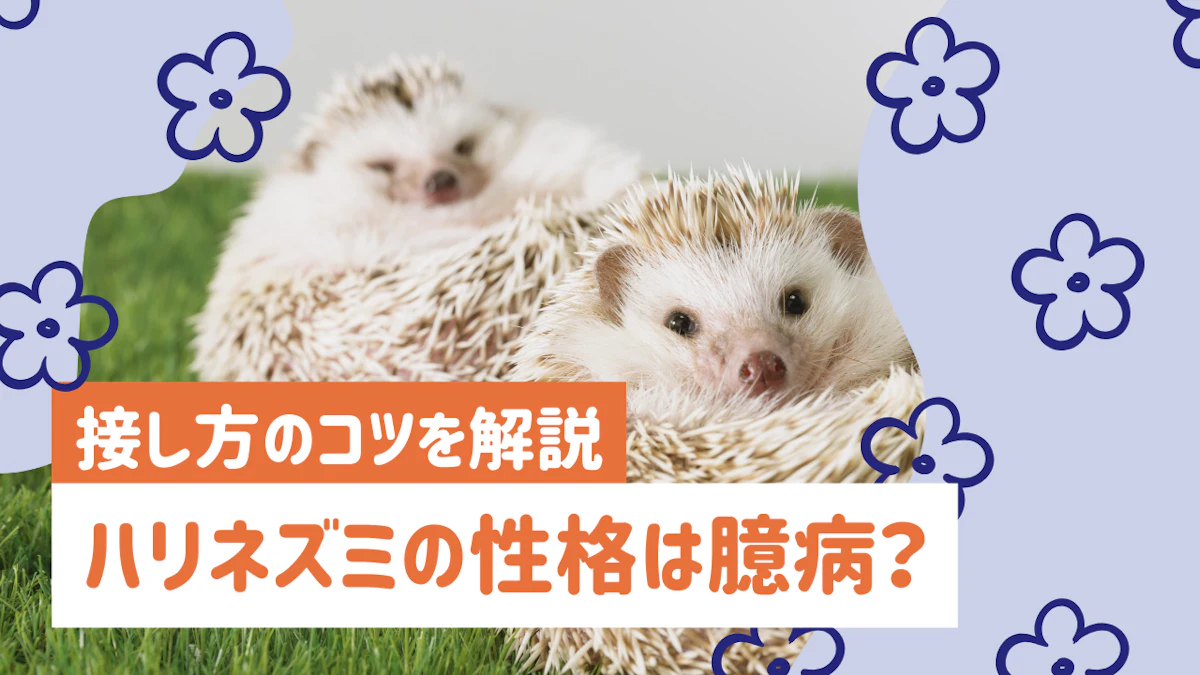 ハリネズミの性格は臆病で警戒心が強い？懐くまでの過程と接し方のコツ