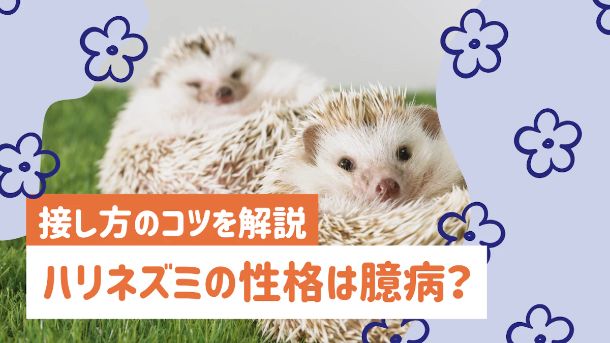ハリネズミの性格は臆病で警戒心が強い？懐くまでの過程と接し方のコツのサムネイル画像