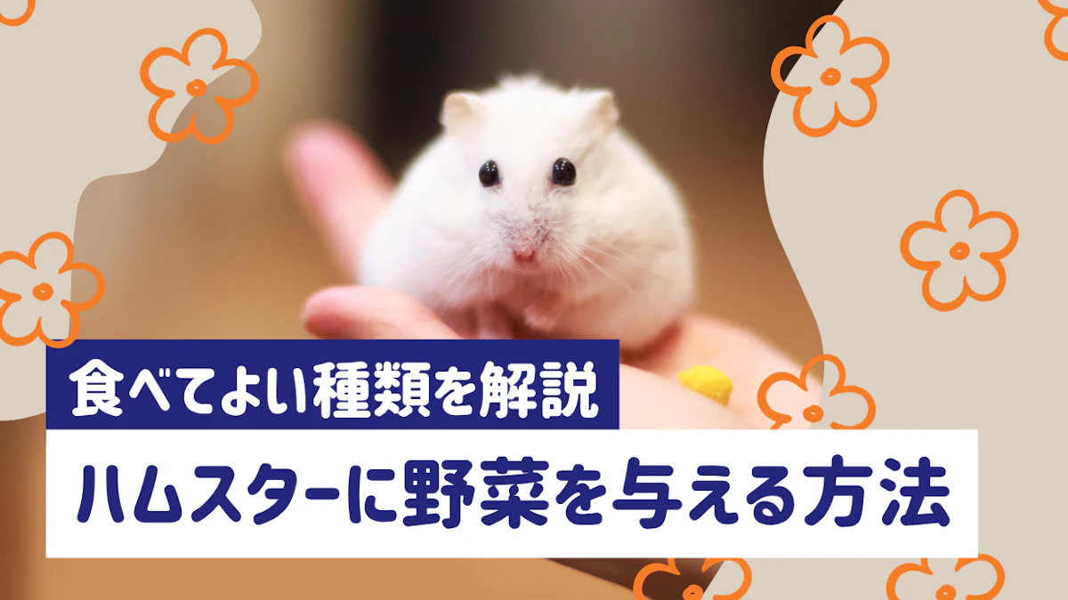ハムスターに野菜はあげていい？ 食べてOKな種類や注意点を解説のサムネイル画像