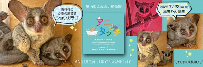 アニタッチ 東京ドームシティでショウガラゴの赤ちゃん誕生