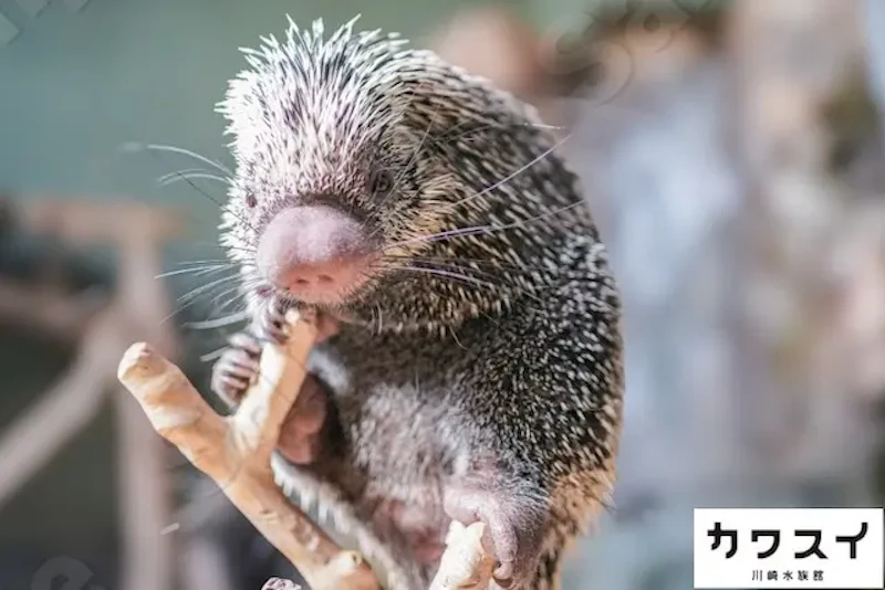 オリジナルポストカード